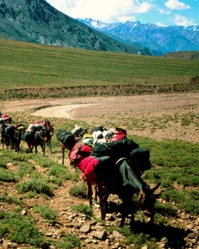 Pack Mules Pack Mules
